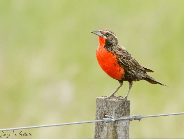 Lanzan campaña de emergencia para salvar a la Loica Pampeana del riesgo de&nbsp;extinción