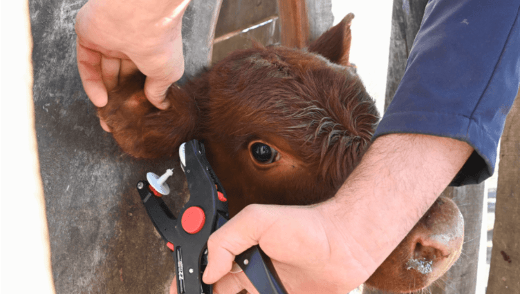 El Gobierno nacional estableció el  nuevo sistema para identificar animales, que permite fortalecer controles sanitarios y comerciales 