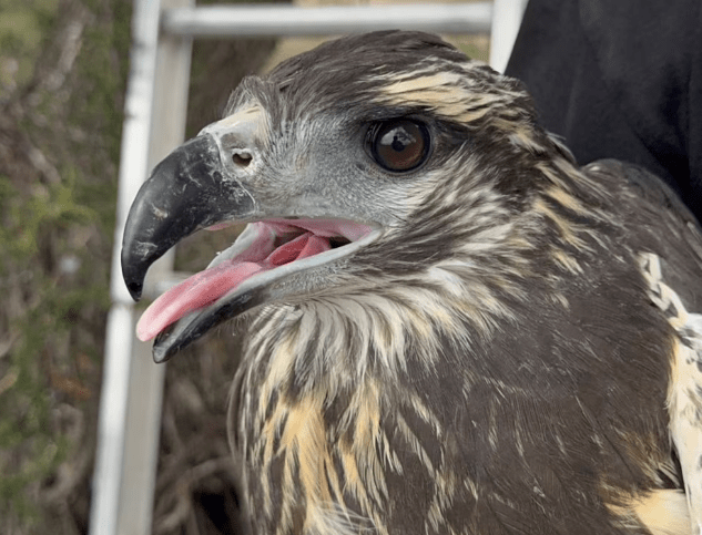 “El primer vuelo de Yupanqui”: el Conicet transmitió en vivo el desarrollo de un pichón de águila en La&nbsp;Pampa