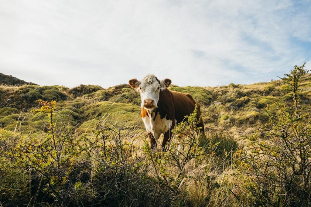Iraeta defiende exigencias ambientales para exportar carne a&nbsp;Europa