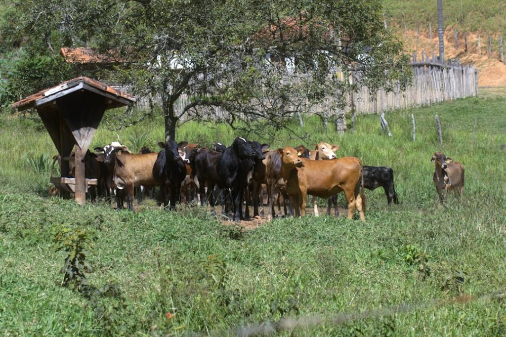 Fingió robo de 150 vacas para ocultar contrabando de&nbsp;ganado