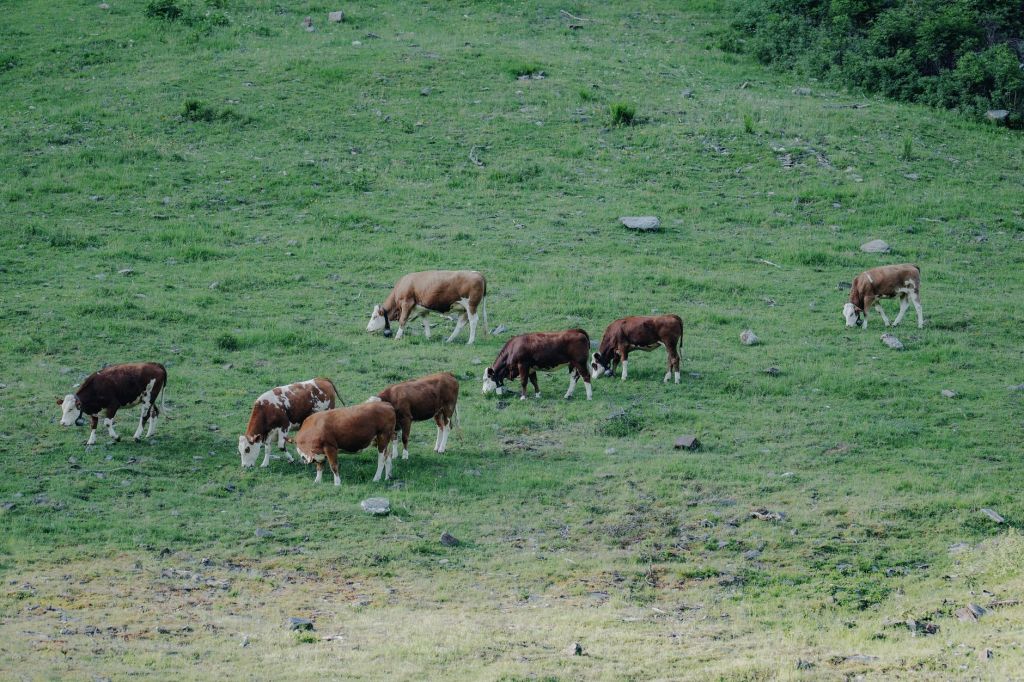 Ganadería argentina apunta a animales más grandes y&nbsp;pesados