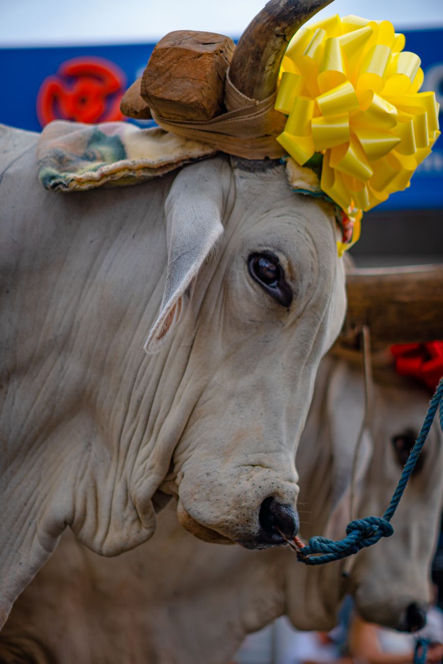 Braford de excelencia: triunfos en la Expo Rural