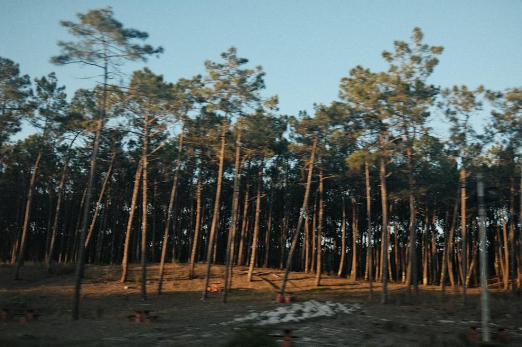 La industria forestal busca crecer en medio de la crisis&nbsp;interna