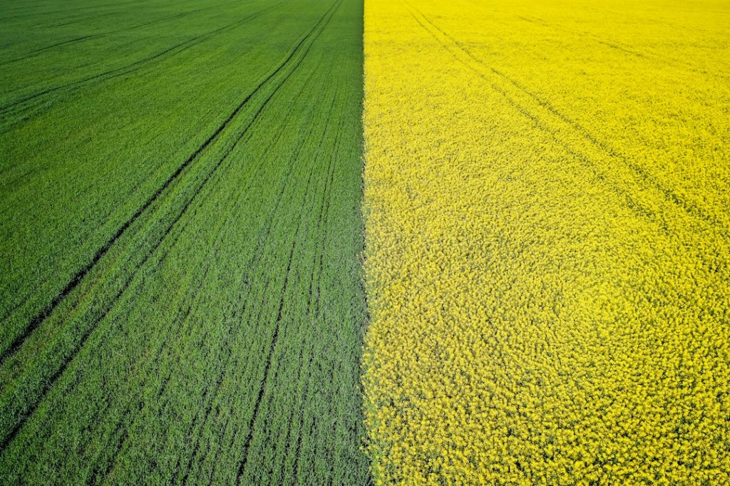 La era del biodiésel: aceite de soja de EE.UU. hacia su destino&nbsp;energético